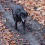 Behagliches Zaunkoenig -mit Kamin Und Sauna- Blick Ueber Romantische Bodetal *
