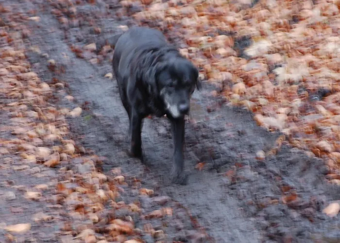 Behagliches Zaunkoenig -mit Kamin Und Sauna- Blick Ueber Romantische Bodetal *
